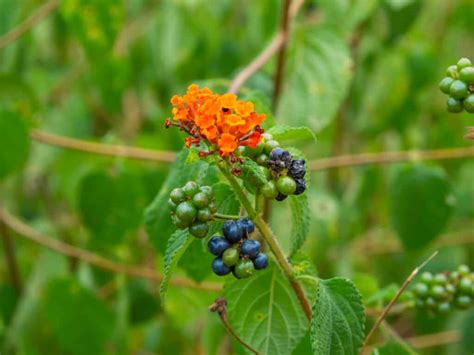 Lantana Seeds