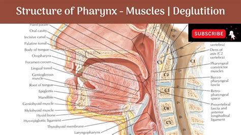 Structure of Pharynx | Layers | Muscles - Constrictors & Longitudinal | Nerve Supply ...