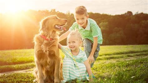 Are Golden Retrievers Good With Kids? - Talk to Dogs