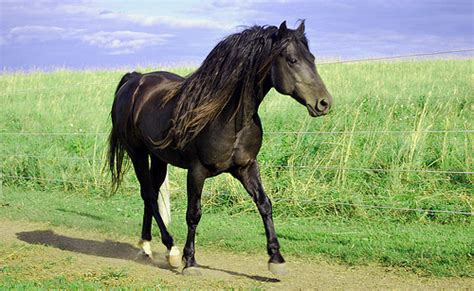 Morgan Horse | Horse Breeds