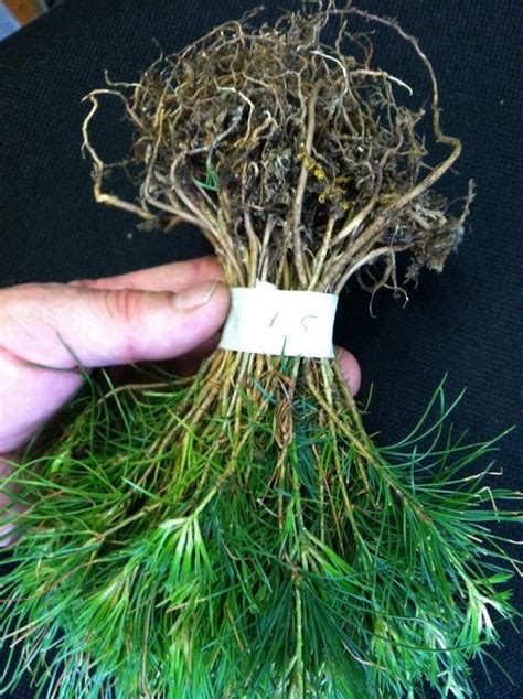 20 Fresh White Pine Tree Seedlings FREE SHIPPING | White pine tree ...