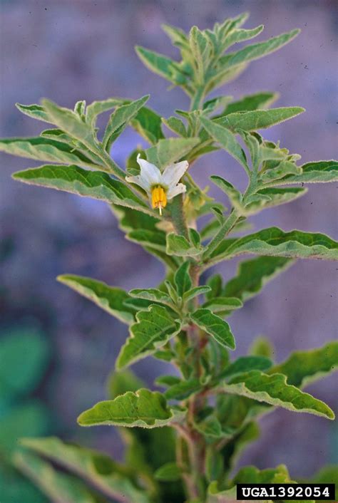 Solanum pseudocapsicum (Jerusalem-cherry nightshade): Go Botany