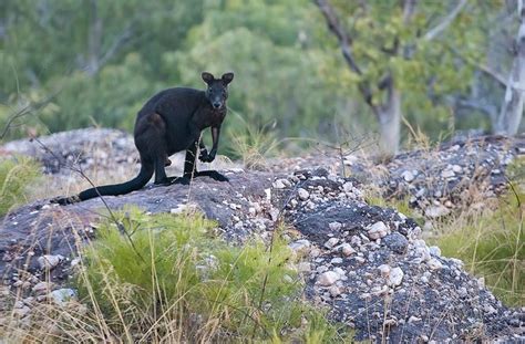 The Mysterious Black Wallaroo | Featured Creature