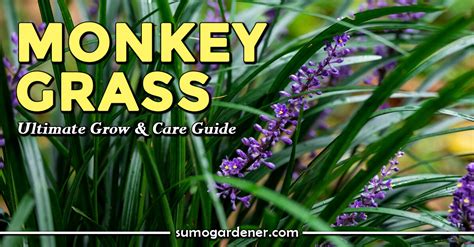 Monkey Grass Ultimate Grow & Care Guide - Sumo Gardener