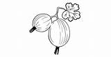 Gooseberry coloring Page For Kids ♥ Online And Print Free sketch template