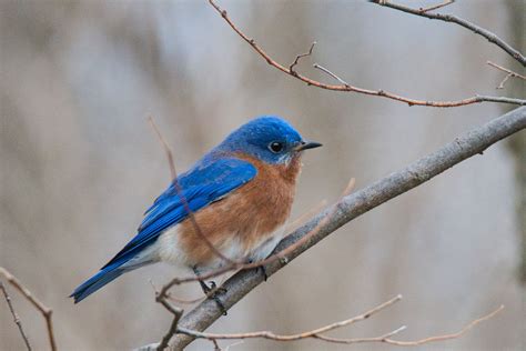 The Four F's of Interesting Bird and Wildlife Photography — Fly Wright Photography LLC.