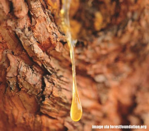 Tree Sap is a Sticky Nuisance that Can Cause Damage to Hardscapes, Driveways and cars; Giroud ...