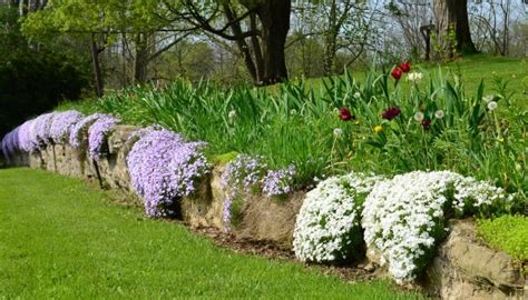 What To Plant With Creeping Phlox: 24 Stunning Companions