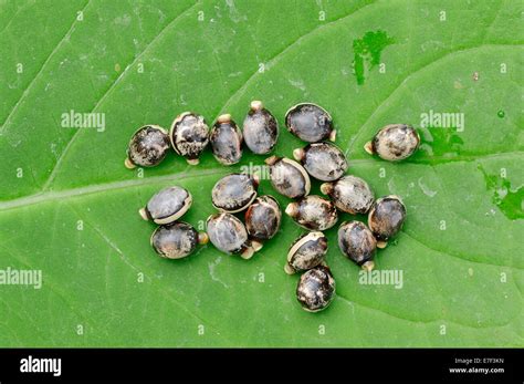 Giant Prickly Stick Insect (Extatosoma tiaratum), eggs, native to ...