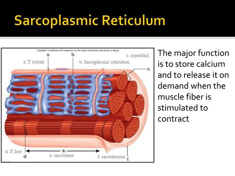 PPT - Muscle Contraction Notes PowerPoint Presentation, free download - ID:2229014