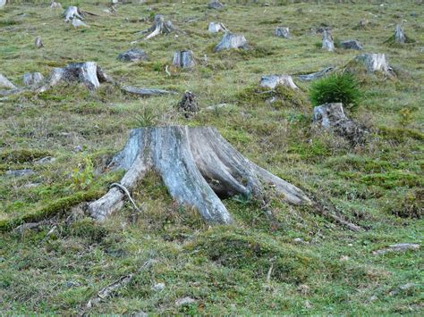 Bosques de América Latina: deforestación letal • Actualidad • Forbes México