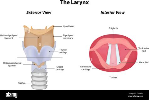 Larynx hi-res stock photography and images - Alamy