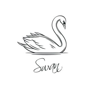 Swan Drawing