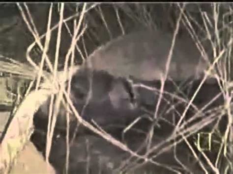 Honey Badger Documentary Clip - YouTube