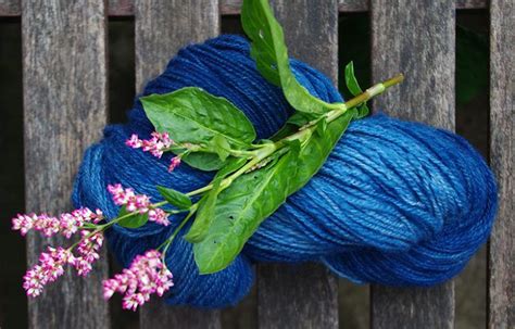 Persicaria tinctoria – susan dye | Indigo plant, Fabric dyeing ...