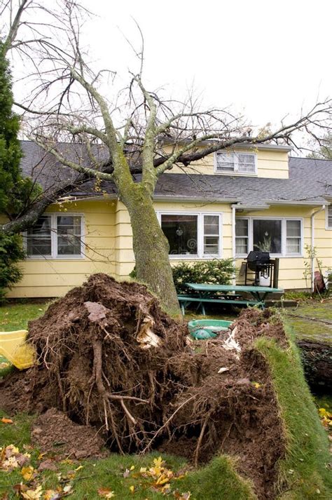 Home Damage Caused Fallen Tree Stock Photo - Image of wind, uprooted: 30538972