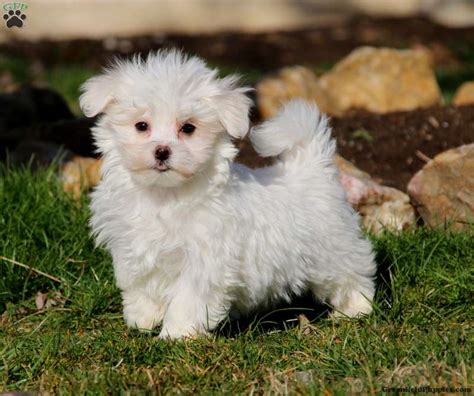 Maltese Puppies For Sale - Greenfield Puppies