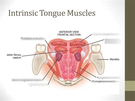 USU Comd 3100 Part 4 intrinsic and extrinsic tongue muscles Diagram | Quizlet