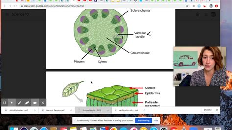 Multicellular- Plants - YouTube