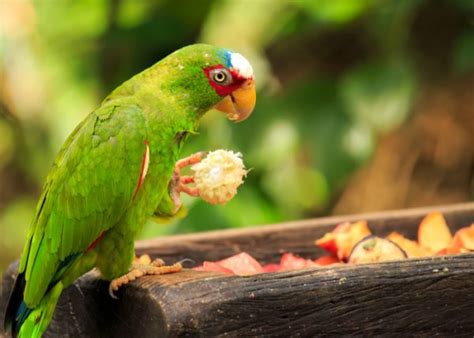 Amazon Parrot - Everything You Need to Know - The Happy Chicken Coop