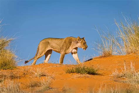 Kgalagadi Transfrontier Park | Transfrontier Park in Africa