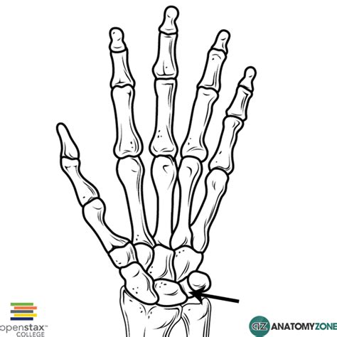 Triquetral Bone • Musculoskeletal, Skeletal • AnatomyZone