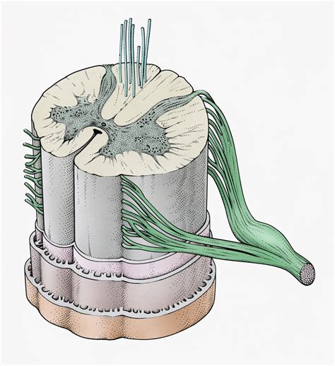 DRG Stimulation Superior to Spinal Cord Stimulation for Lower Extremity Pain - Clinical Pain Advisor