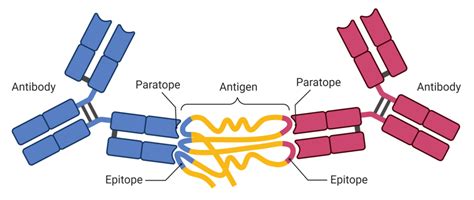 Pathogens | Free Full-Text | Machine Learning Techniques for the Prediction of B-Cell and T-Cell ...