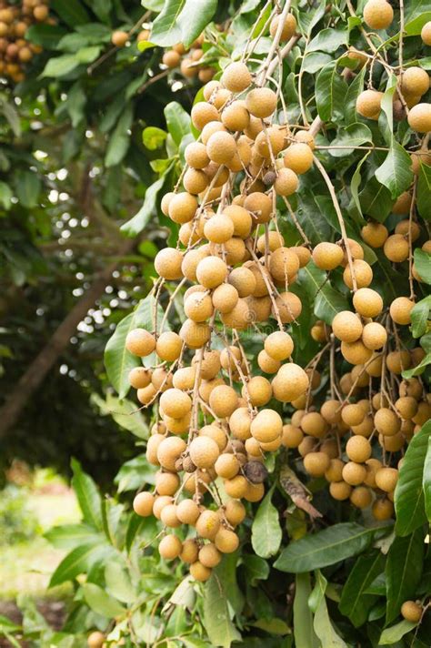 Longan fruit stock photo. Image of green, sweet, longan - 32887838