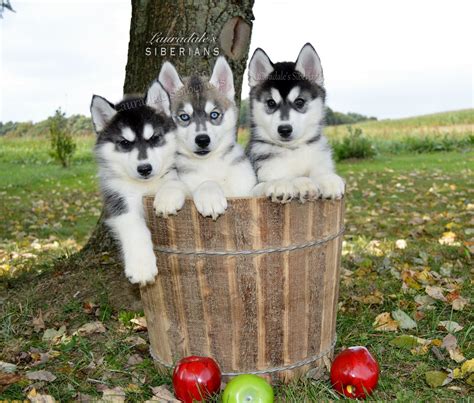 Husky Puppies For Adoption