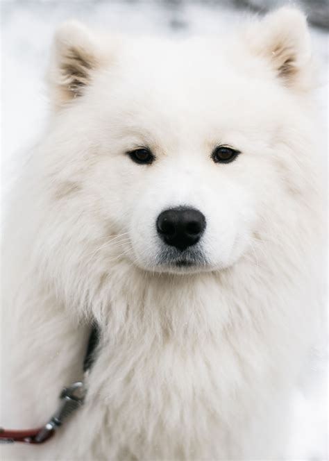 You Need to Adopt One of These Small White Dogs | Dog breed names, White fluffy dog, Fluffy dogs