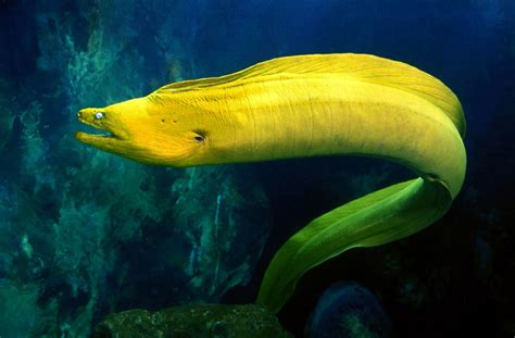 Moray Eel | Creatures of the World Wikia | FANDOM powered by Wikia