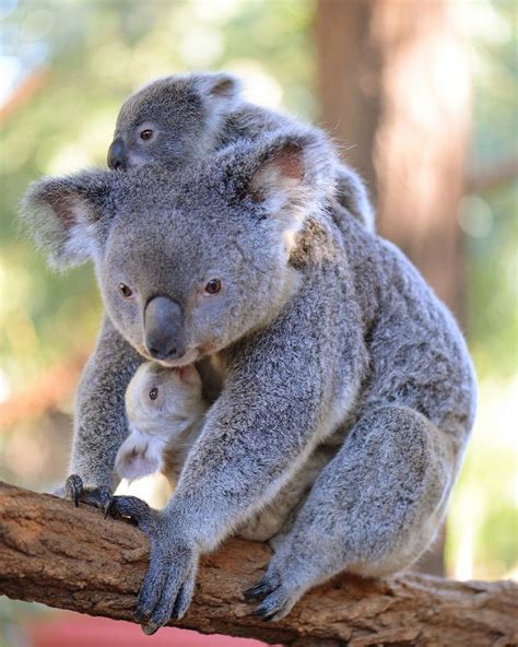 Australia Zoo's rare white koala gets a name (PICTURES) | HuffPost