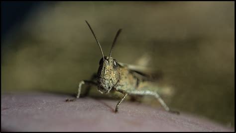 Grasshopper | Porthgain, Pembrokeshire Coastal Path August 2… | David Hall | Flickr