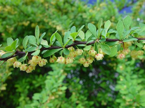 Berberis thunbergii (Japanese barberry): Go Botany