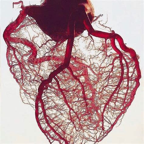 Behold, the heart's perfectly aligned vasculature! As seen above, the coronary circulation is ...