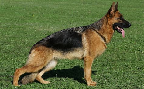 fond d'écran de chien safari jarman,chien,vieux berger allemand,chien ...