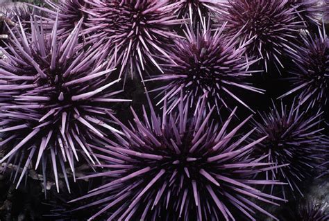 Purple Sea Urchin Photograph by Jeff Rotman