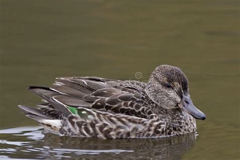 A Female Green-winged Teal, Anas Carolinensis, on the Water Stock Photo - Image of drake ...