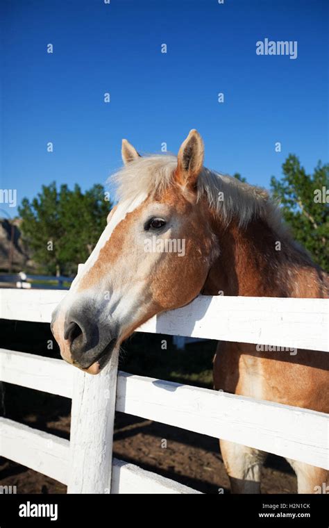 Horse in Corral Stock Photo - Alamy