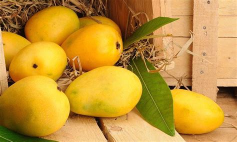 Chaunsa Mango (Medium-Plus, 3pcs) — MomoBud