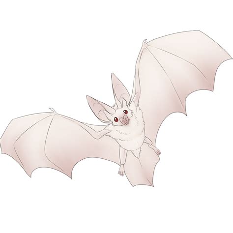 Bat Albino by DinoData on DeviantArt