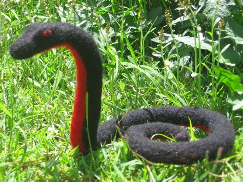 Red-Bellied Black Snake | Snakes