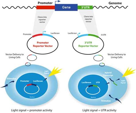 Active Motif » LightSwitch Luciferase Assay System for gene regulation studies in mammalian cells