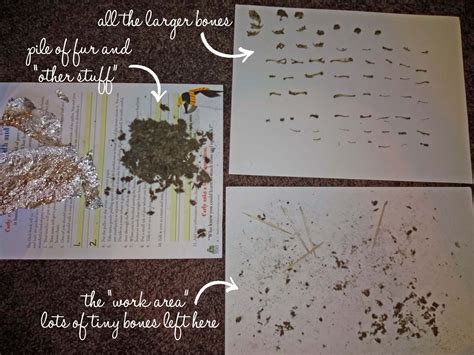 Owl-Pellet-Dissection-03