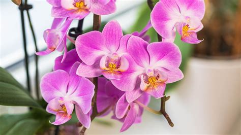 How to get an orchid to rebloom in 6 easy steps | Tom's Guide