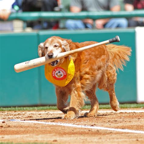 Baseball Dog Names Inspired by Major League – Dogster