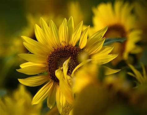 Flowers Sunflower Yellow - Free photo on Pixabay - Pixabay