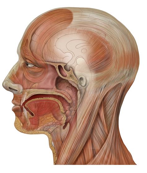 File:Head sagittal mouth.jpg