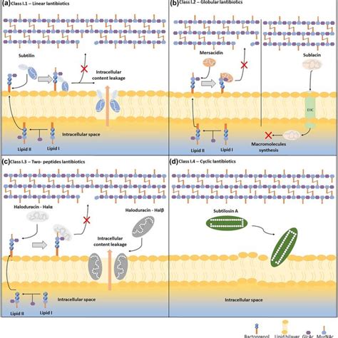 Bacteriocin Production by Bacillus Species: Isolation, Characterization, and Application ...